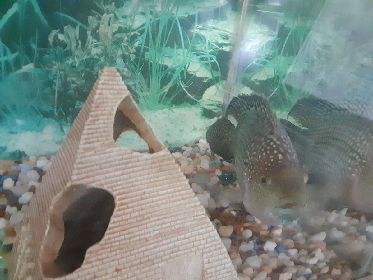 heartquake's tweet photo. My little fish bro, Jackie Chan... he spends his day around his beloved pyramid that, when he was a minnow he was small enough to fit in.. now that he's an old man he can't fit into the pyramid anymore https://t.co/Yk7lDRm3pU