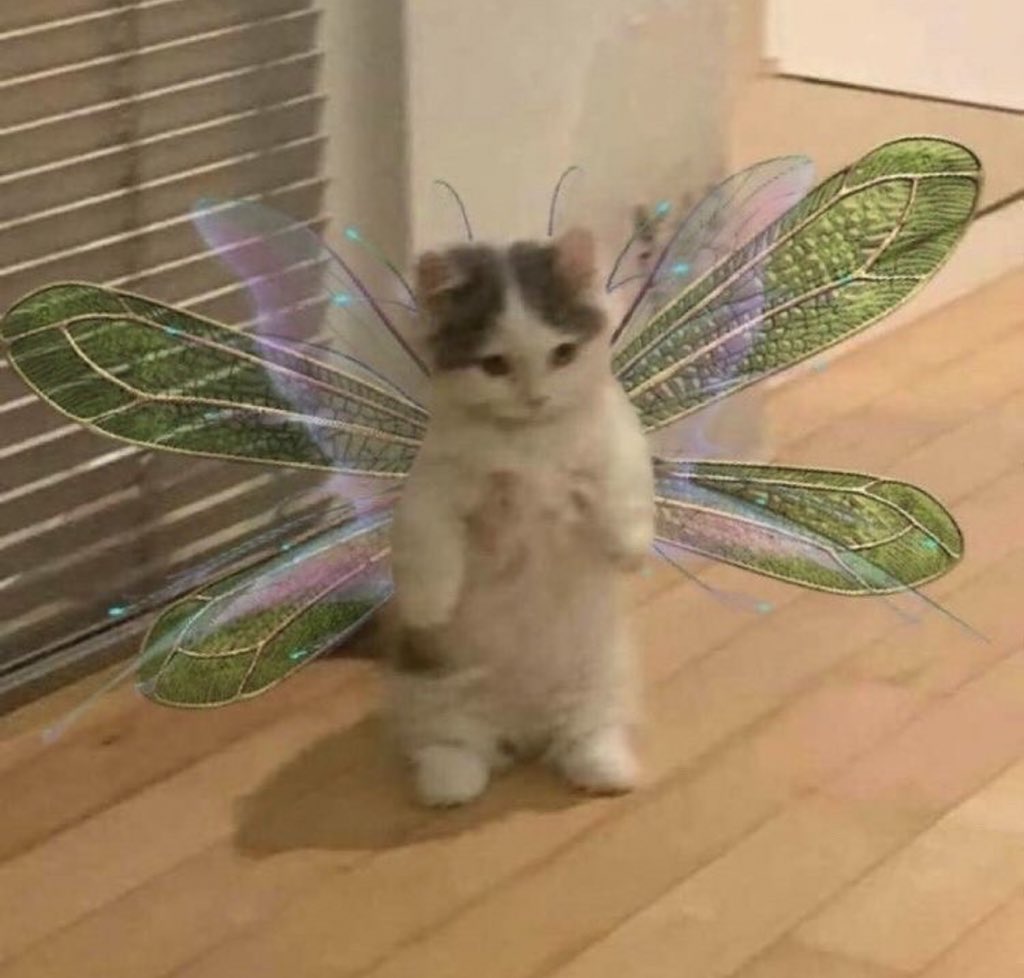 Why you should have a cat tweet media