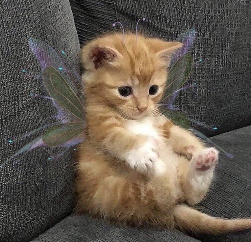 Why you should have a cat (@shouldhavecat) on Twitter photo 