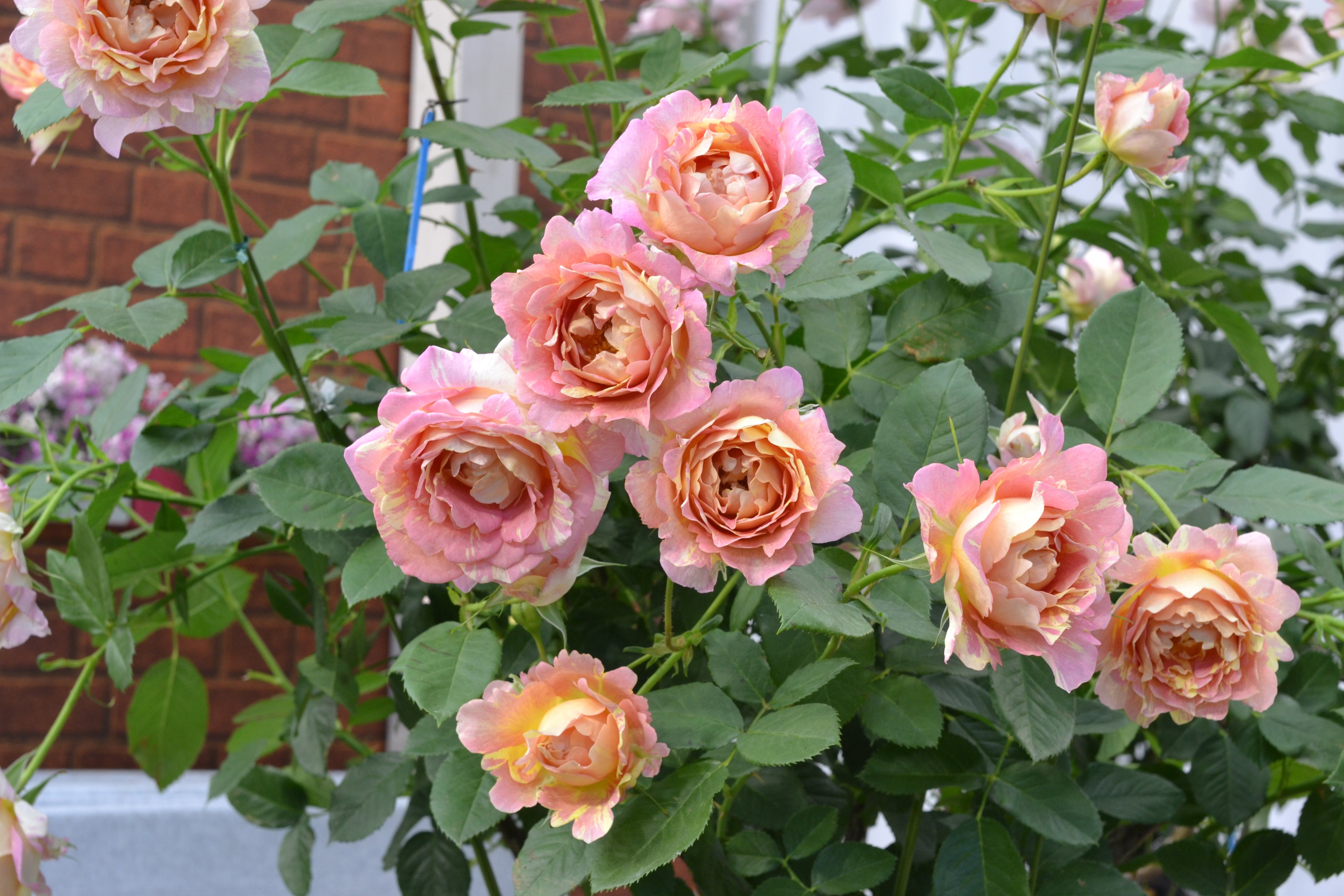 花ごころ通信 公式 ポール セザンヌの誕生日 ゆかりの場所に旅にでかけたくなりますね フレンチローズ デルバール ポールセザンヌ ペインターシリーズ 画家 バラ T Co Bw9lydcyaa T Co Fp1vesujeg Twitter