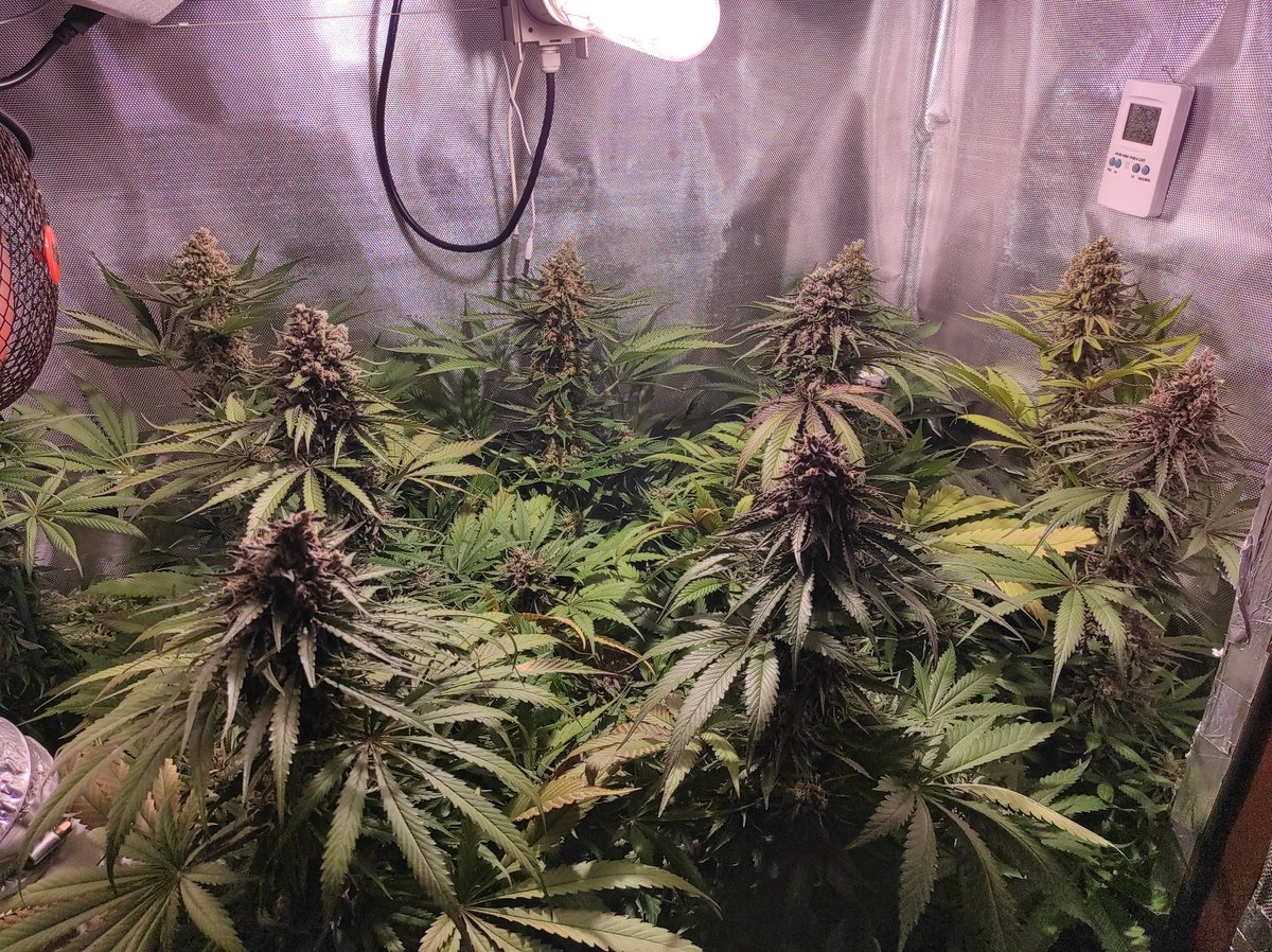 HuertodePepito's tweet photo. Buenos días familia aquí os dejo mis #CriticalKush de @BarneysAms y @Dinafem a puntito de caramelo. Les quedan días para el corte. Esperando el punto óptimo de maduración. Tienen 59 días en floración. https://t.co/QhVyvaI6FE