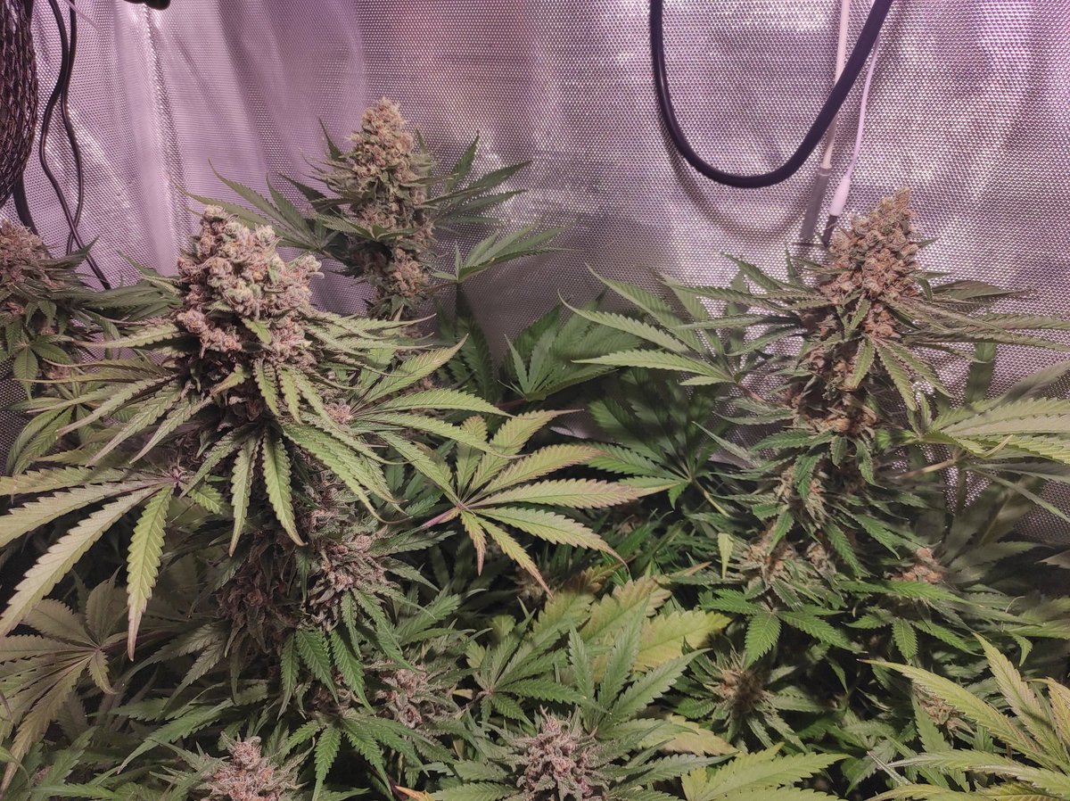 HuertodePepito's tweet photo. Buenos días familia aquí os dejo mis #CriticalKush de @BarneysAms y @Dinafem a puntito de caramelo. Les quedan días para el corte. Esperando el punto óptimo de maduración. Tienen 59 días en floración. https://t.co/QhVyvaI6FE