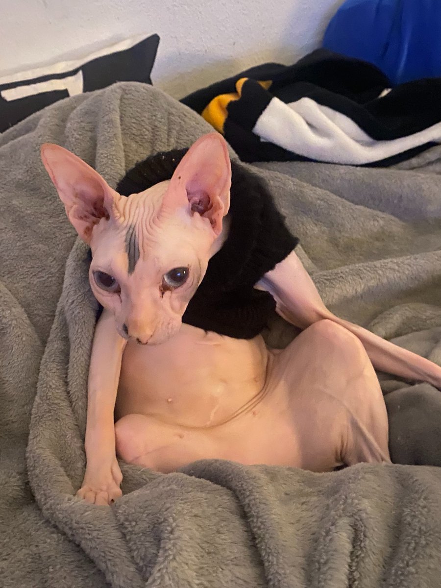 EntoanThePack's tweet photo. I don't really like type of stuff but if you would like to donate money for Beans surgery you can and or for any hidden expenses we don't know about you can donate to this paypal. 
https://t.co/yusaQA1nPy https://t.co/zHRgXtwDos