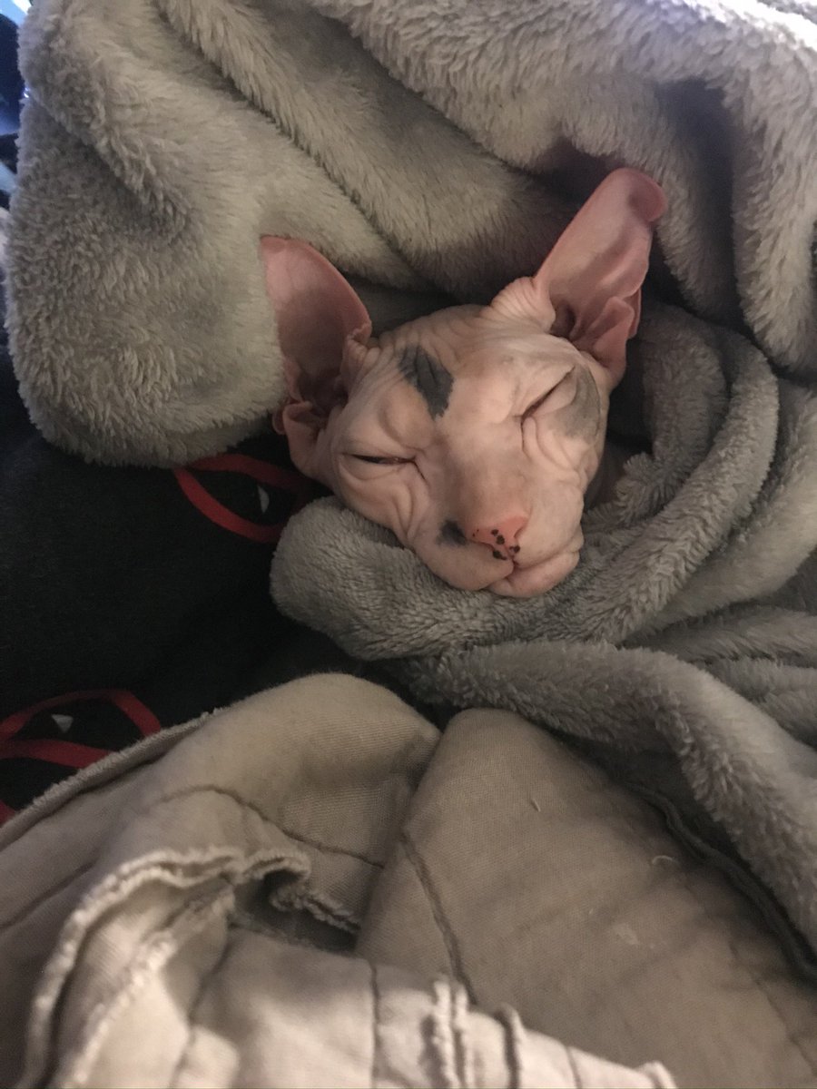 Yandreaya's tweet photo. Bean, my little goblin queen is sick and needs emergency surgery tonight. It’s going to be between $2,000 and $2,500 so if you can help with that in any way possible. She’s my favorite thing in the whole wide world. 
You can donate here, and pls RT 🎀
https://t.co/nqjRGe1Apq https://t.co/7vLn3feGS4