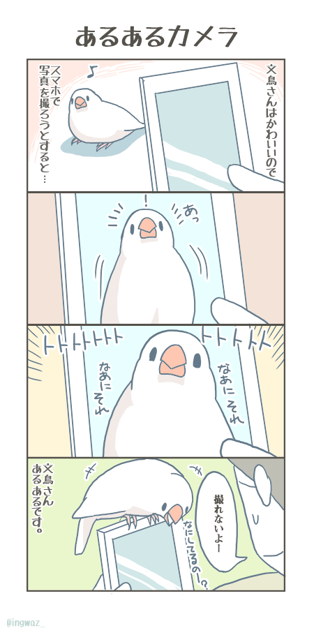 文鳥さんのフルカラー漫画やグッズを描いています。 
#鳥が好きな創作者フォロー祭り 