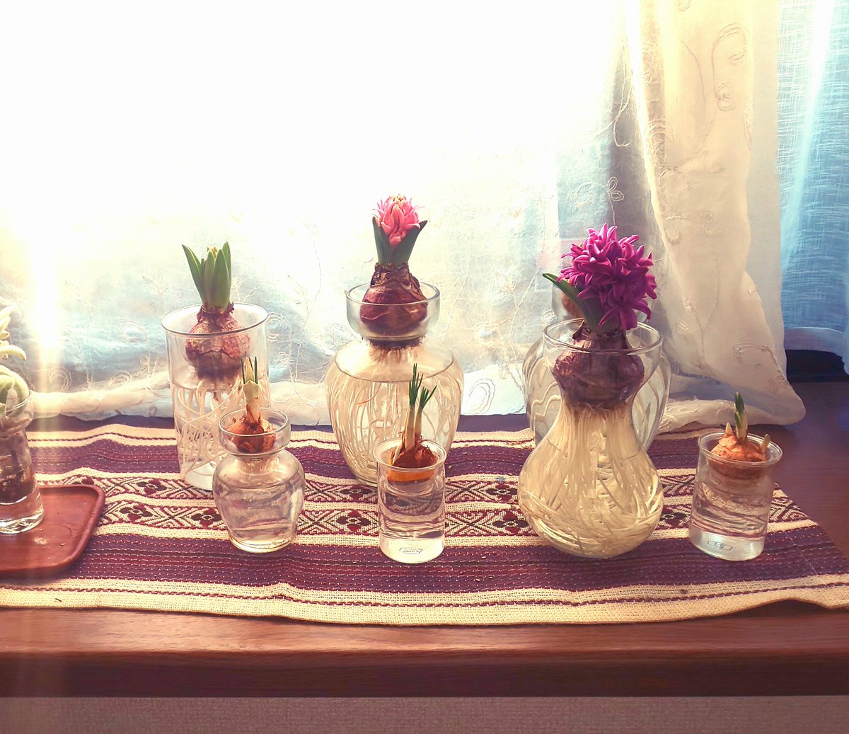 ヒヤシンス水耕栽培