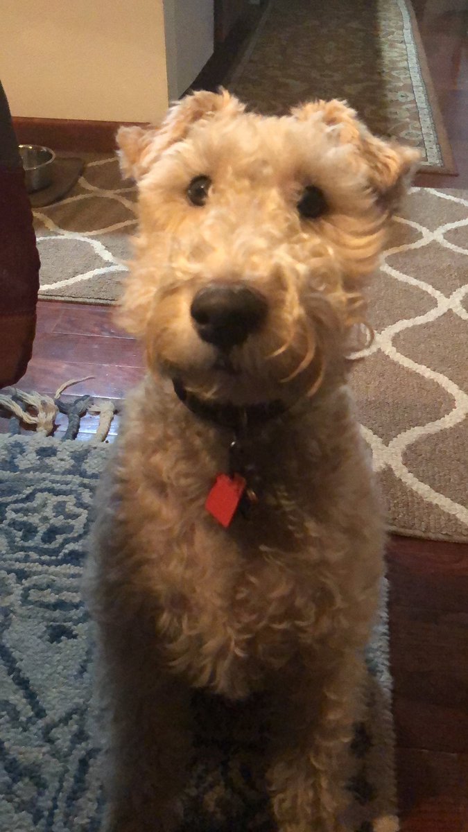 Charlie & Scout (D. Pest) tweet media