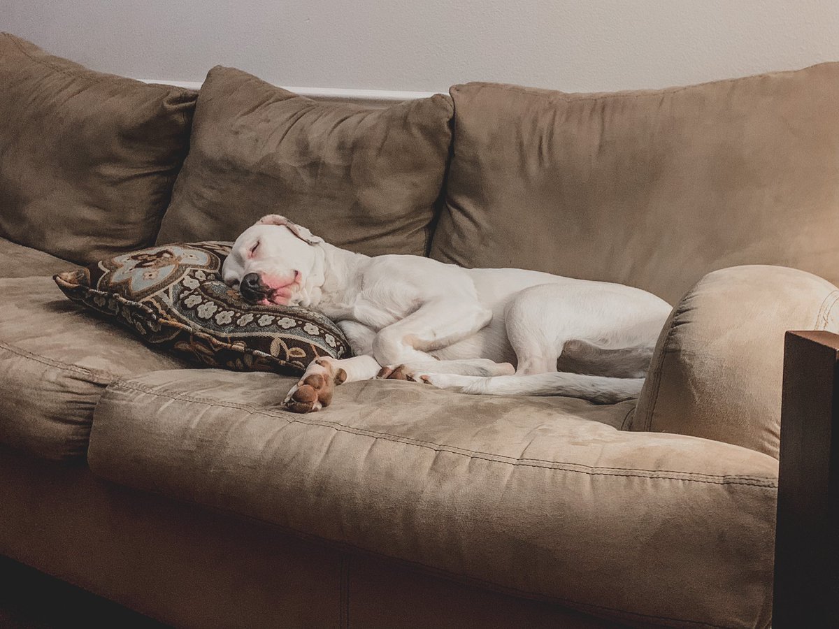 medvm07's tweet photo. Nope, not spoiled, not one bit 🙄🐶❤️ #rescuedog #lunaray https://t.co/cF4u3Q7t1J