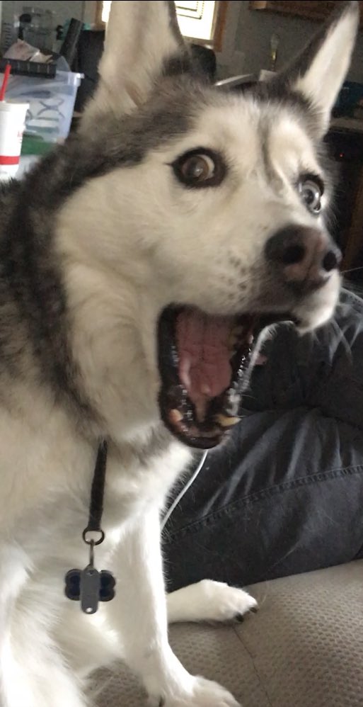 anna_coach's tweet photo. @wawinaApr Maya can’t believe the harmony going on here https://t.co/KhtU9gtvoq