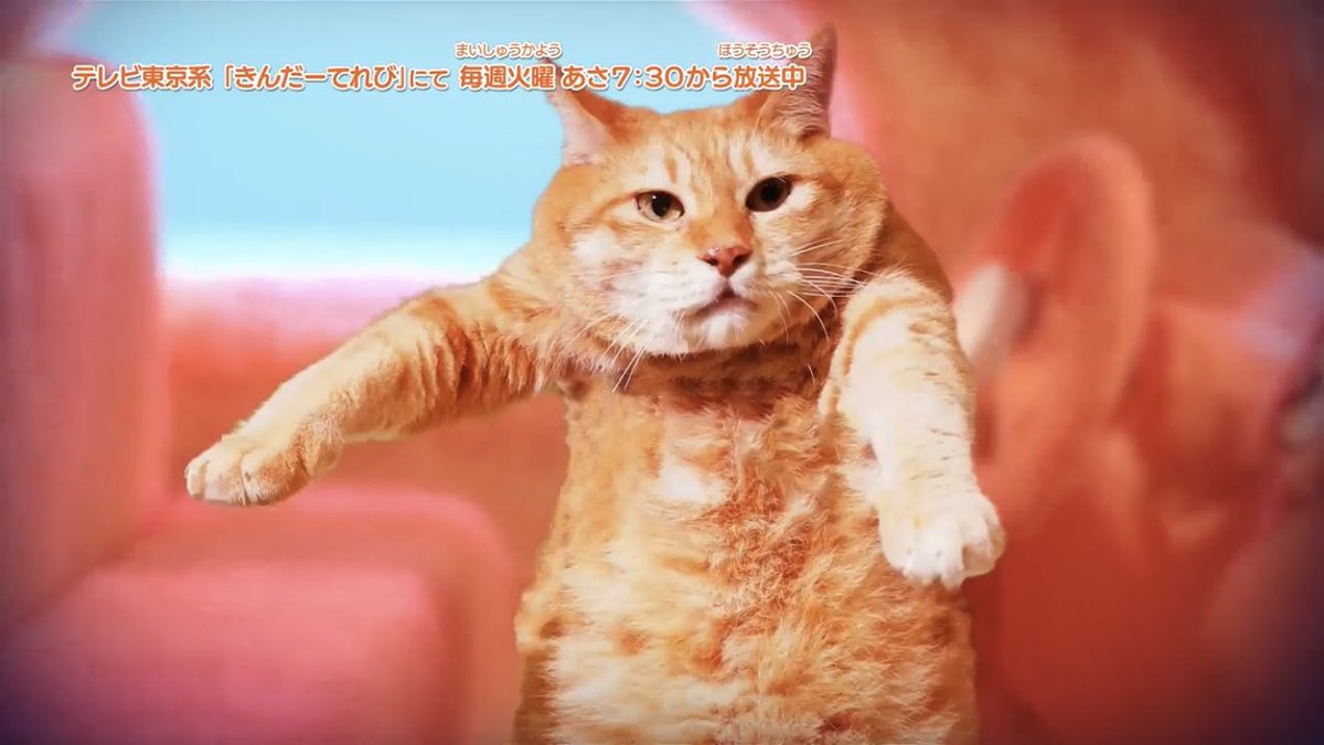 Pui Pui モルカー3話 ネコ救出大作戦 に出てきたチャッピー ネコ に注目が集まる 明らかに人間に抱えられてるのすき Togetter