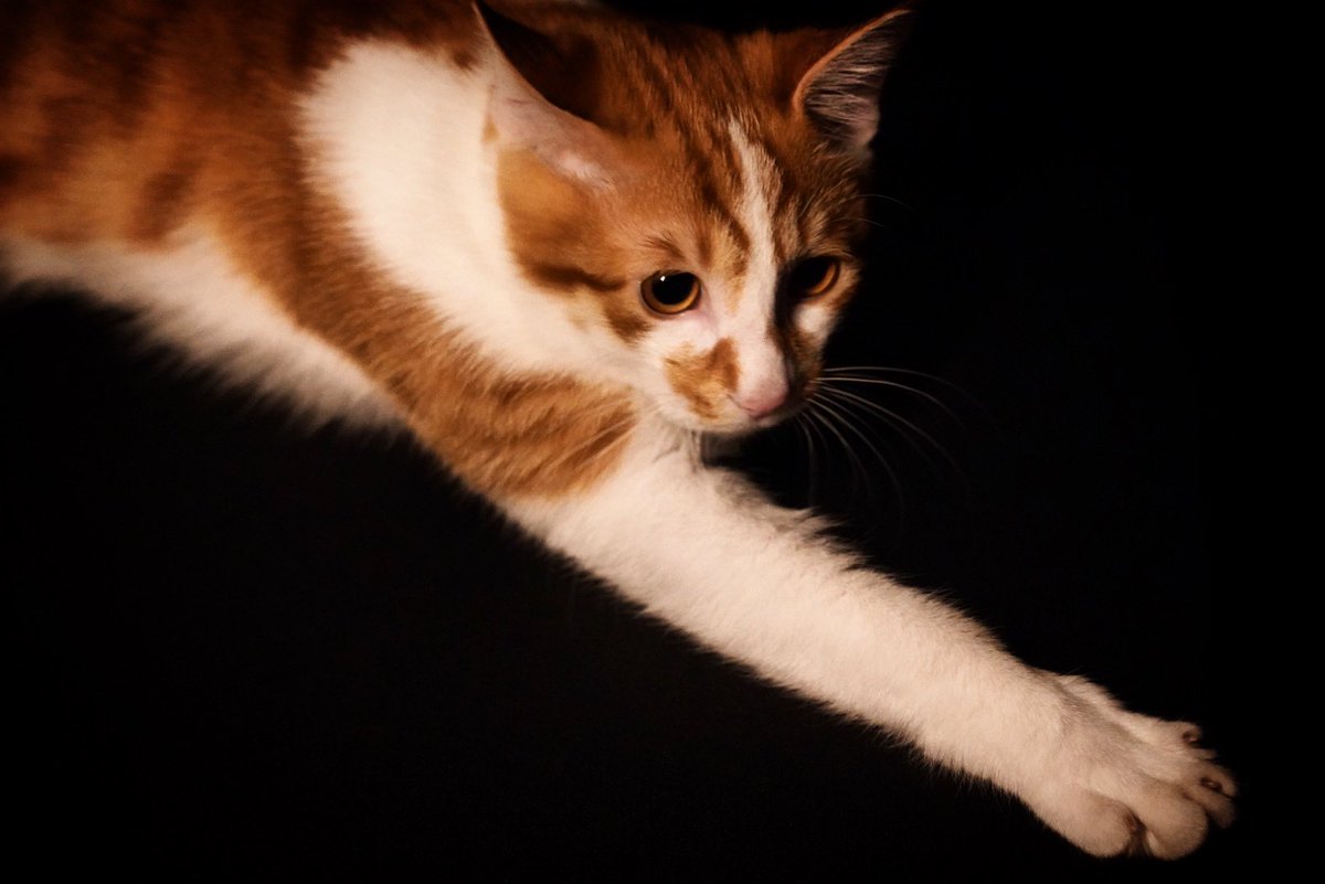 Yoshi 上海 暗闇に手を伸ばす猫 Yoshi 上海 暗闇に手を伸ばす猫