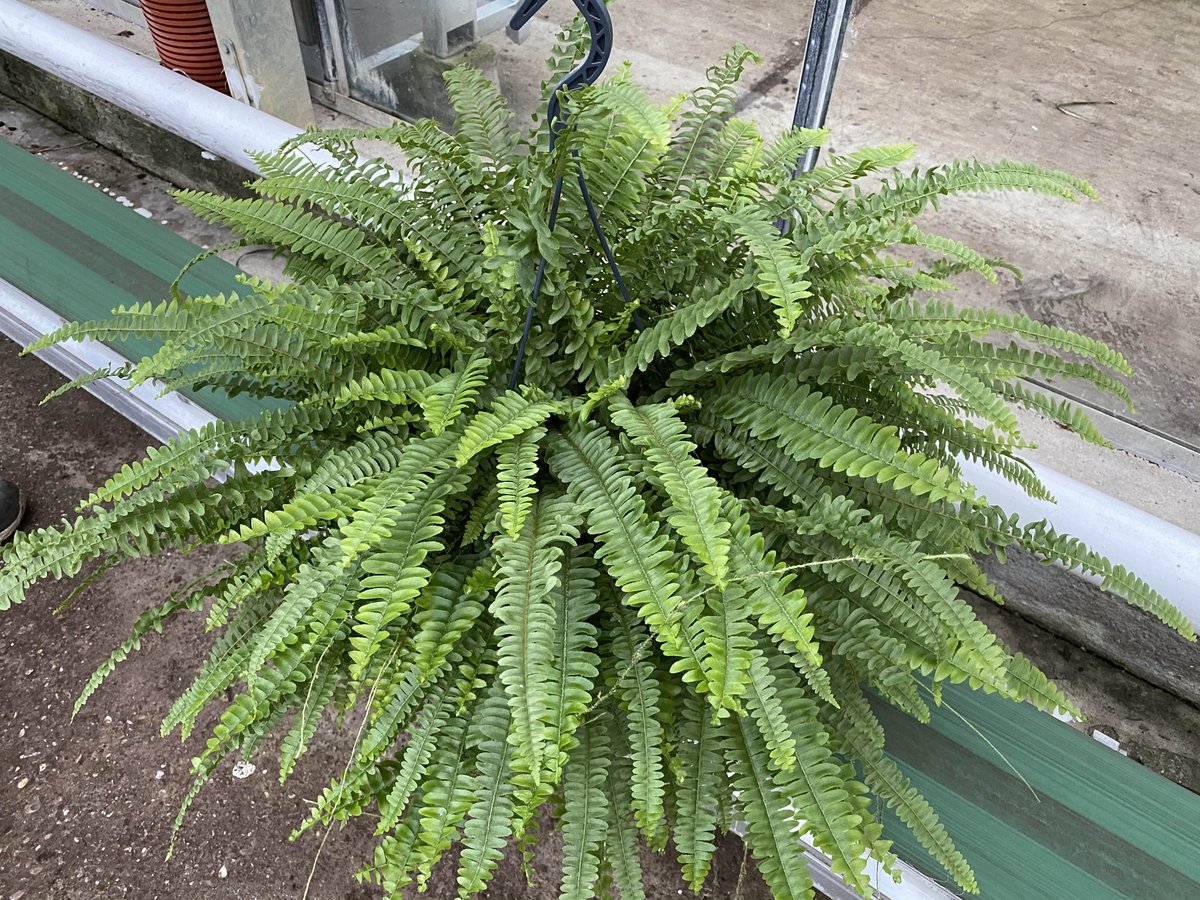 Mooie partij #nephrolepis #green #lady hangpot 21 cm te koop bij <a href="/_Schakel/">Kwekerij De Schakel</a> <a href="/msconsultancy/">Marco Stolze</a> <a href="/KPS_Sales/">KPS-Sales</a> <a href="/LineClock/">ClockOnLine</a> #export #horticulture #groothandel #tuincentrum #bloemist #platform #planten #sierteelt