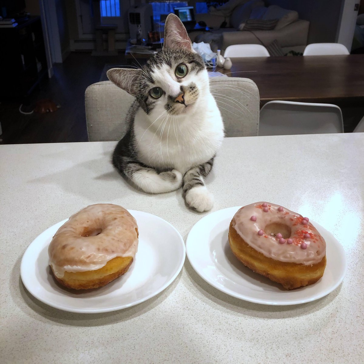 rogue_corq's tweet photo. #SuperModelCats https://t.co/odPsDIvXvS