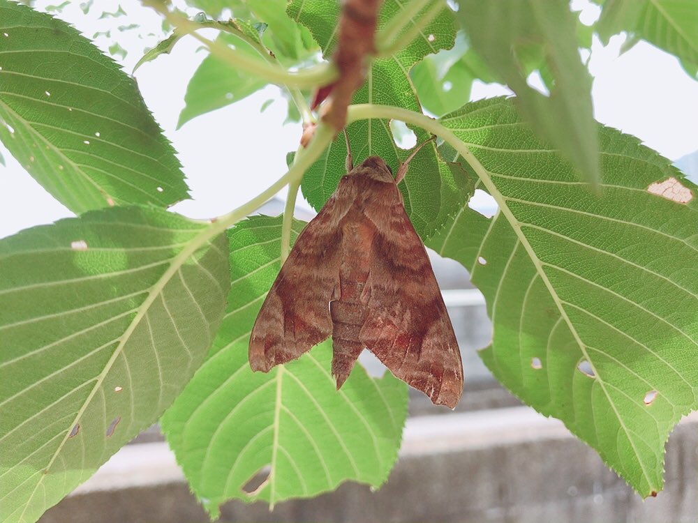 ブドウ 虫 成虫