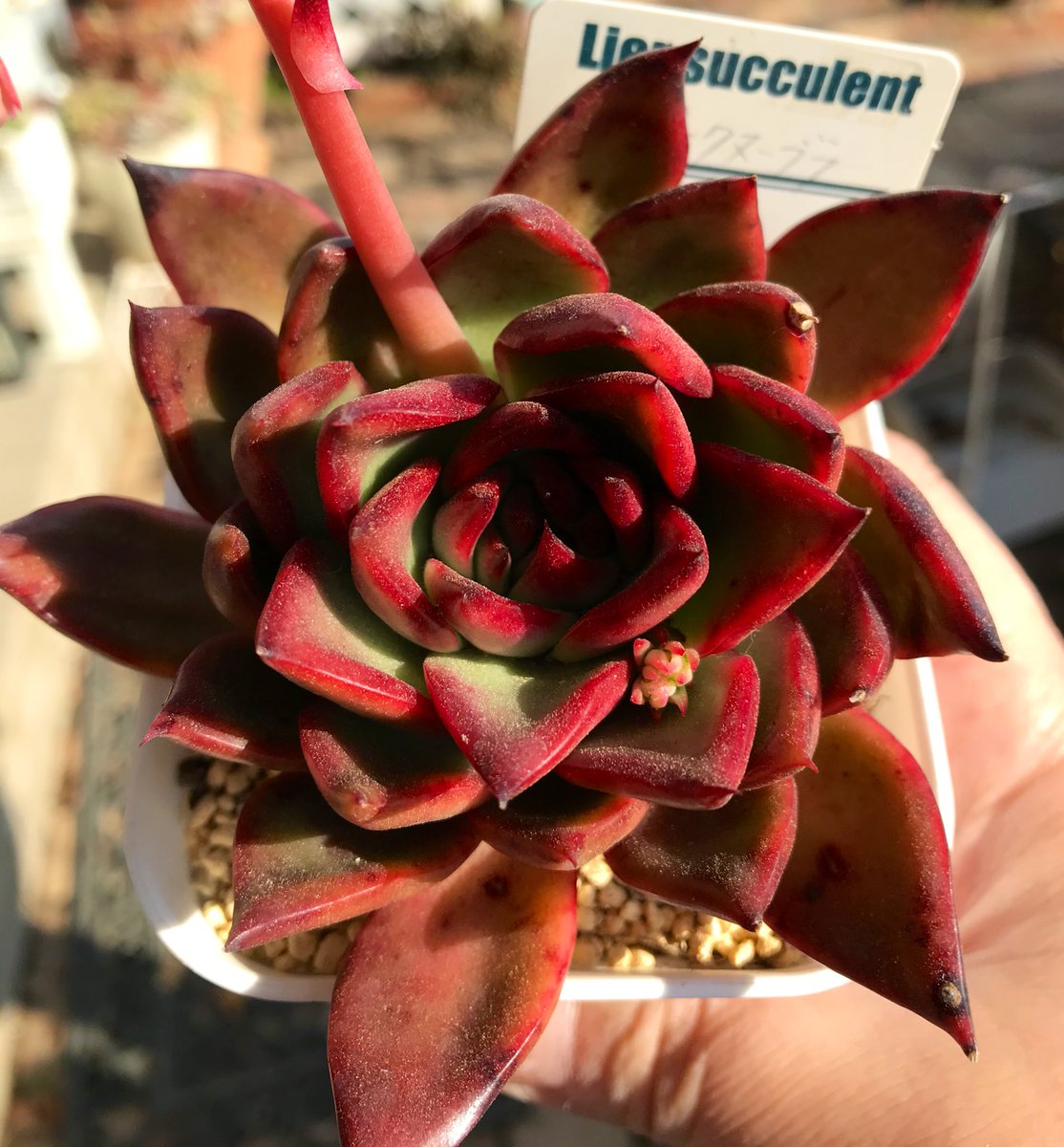 みどりん V Twitter プレステラ９０より大きくしたくない ので植え替えはいらないのかも 土がスカスカになったら土を足せばいいんだよーwwwって言われたこともあります 笑 胴切りしたり子株取ったりする以外は放置してみようかと考えてます