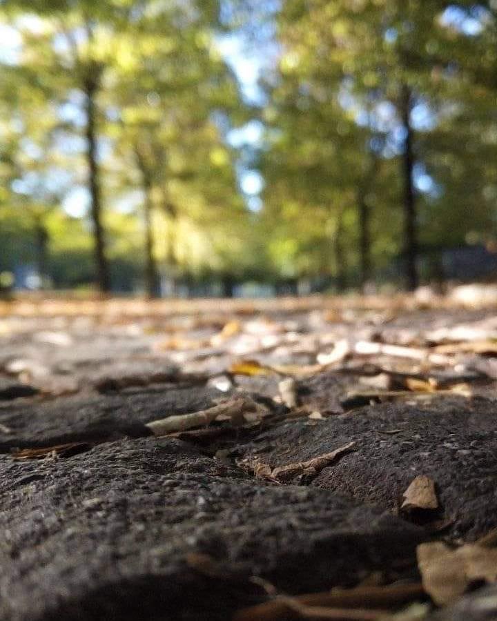 EnteRomaNatura's tweet photo. Il buongiorno della natura.. Parco Regionale Urbano di #Aguzzano https://t.co/uud7HEXEvt