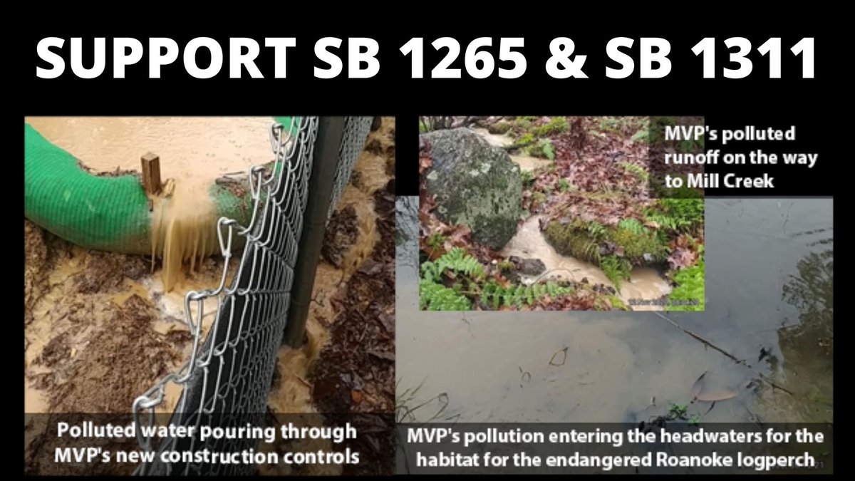 Vote for SB1265 & SB1311#ProtectOurWater from negligent pipeline construction. @ChapPetersen @SenDaveMarsden  @SenMMason @BarbaraFavola @GhazalaHashmi @JennMcClellanVA @Emmett_Hanger @MarkObenshain @BillStanley @RuffForSenate @RichardStuartVA @DRSuetterlein