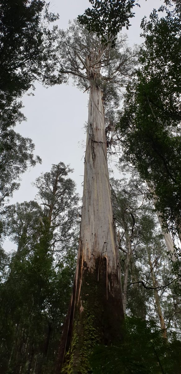 _Flora_Explorer's tweet photo. #thicktrunktuesday #Tasmania https://t.co/Oy8Npg02O8