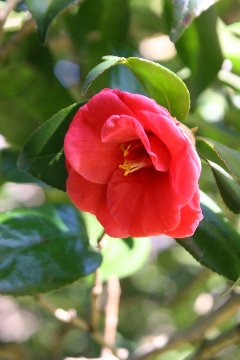 神代植物公園 ニュース スタッフより 広報係 Camellia Yae Hime In Bloom ツバキ 八重姫 が咲いています 濃い紅色の八重咲き品種で 小さな筒しべ 筒状の雄蕊 が特徴です 椿 神代植物公園