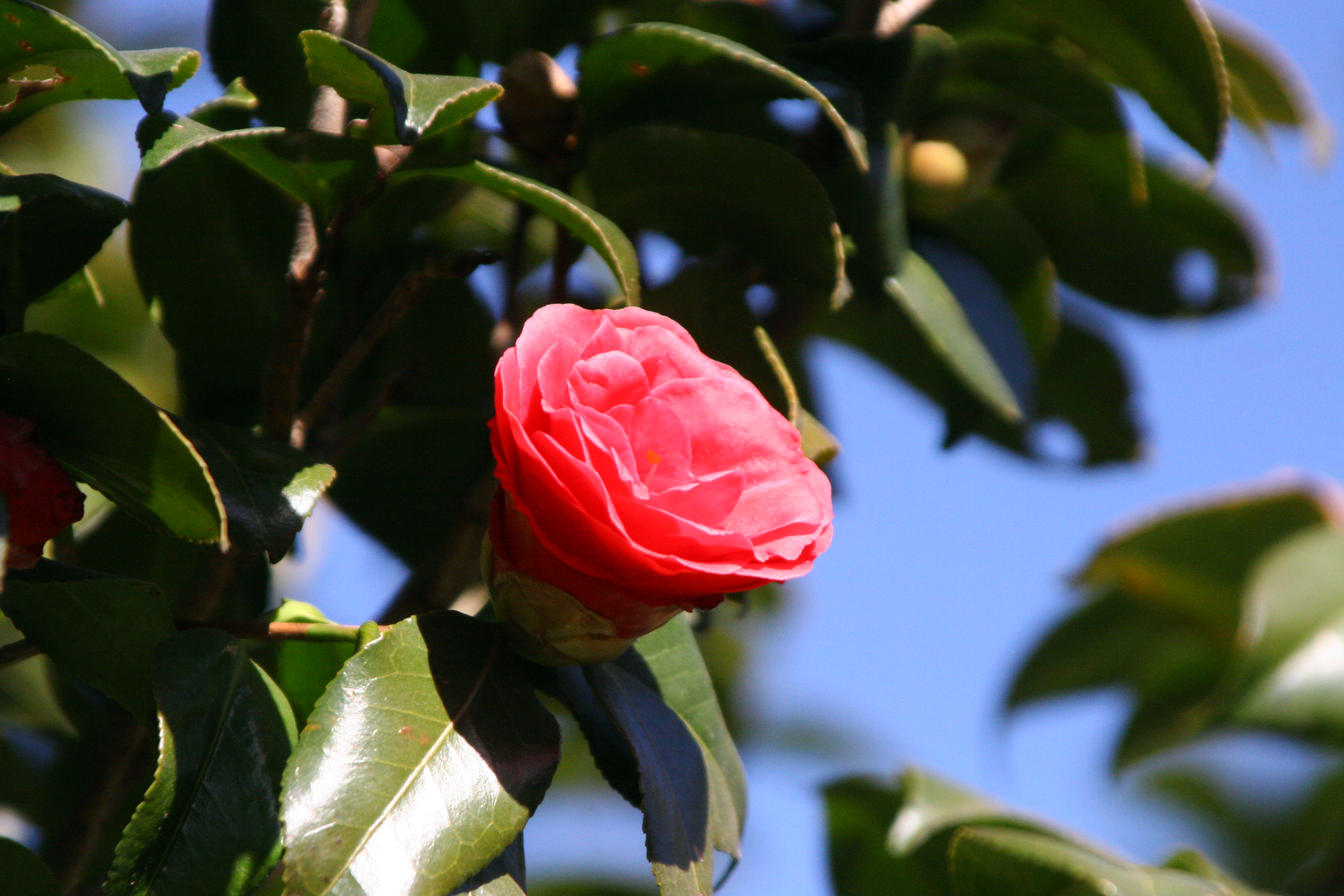 神代植物公園 ニュース スタッフより 広報係 Camellia Yae Hime In Bloom ツバキ 八重姫 が咲いています 濃い紅色の八重咲き品種で 小さな筒しべ 筒状の雄蕊 が特徴です 椿 神代植物公園 T Co Ulqbmiiewk Twitter