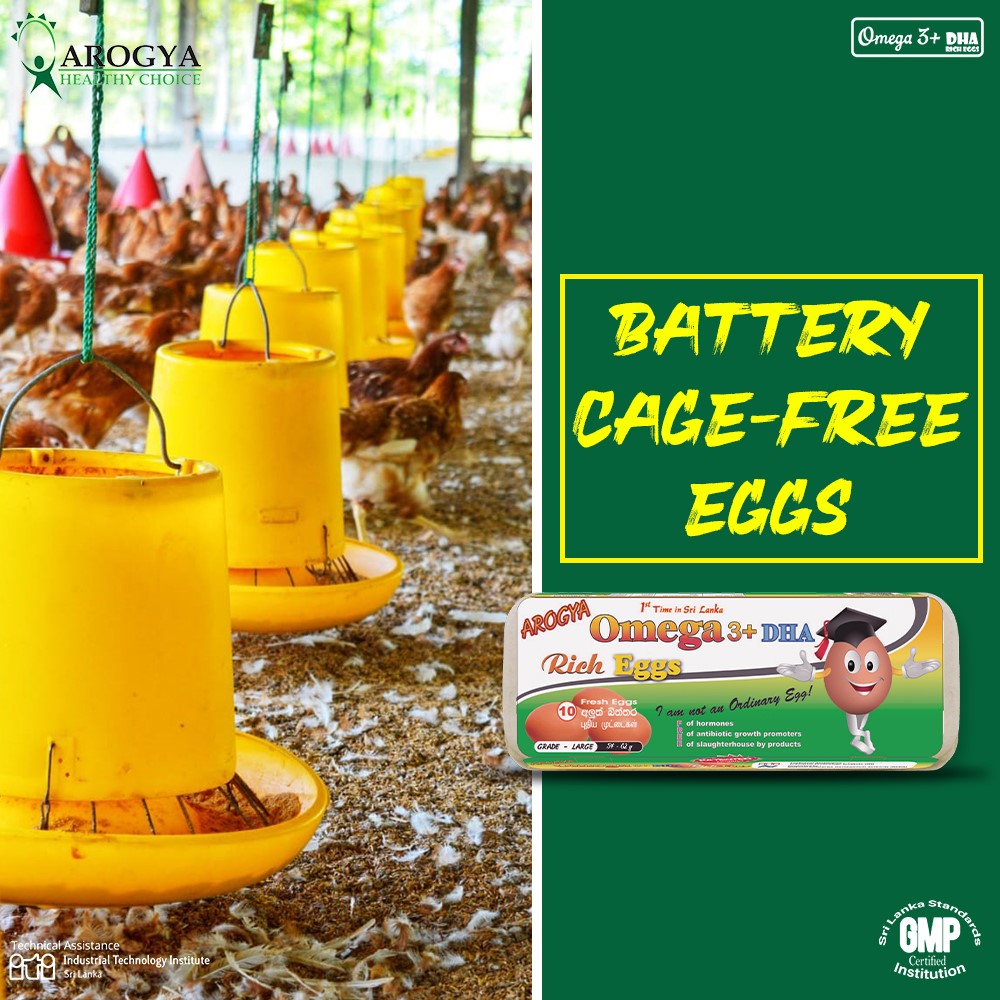 Arogyafarm's tweet photo. Arogya Eggs are Battery cage-free!!!
Did you know the term “cage-free” actually applies to three different types of hen housing?
Free-run, Free-range and Organic Hens produce cage-free eggs.
#Arogyafarm #Omega3plus #DHAricheggs #batterycagefree https://t.co/h5zp0478dK
