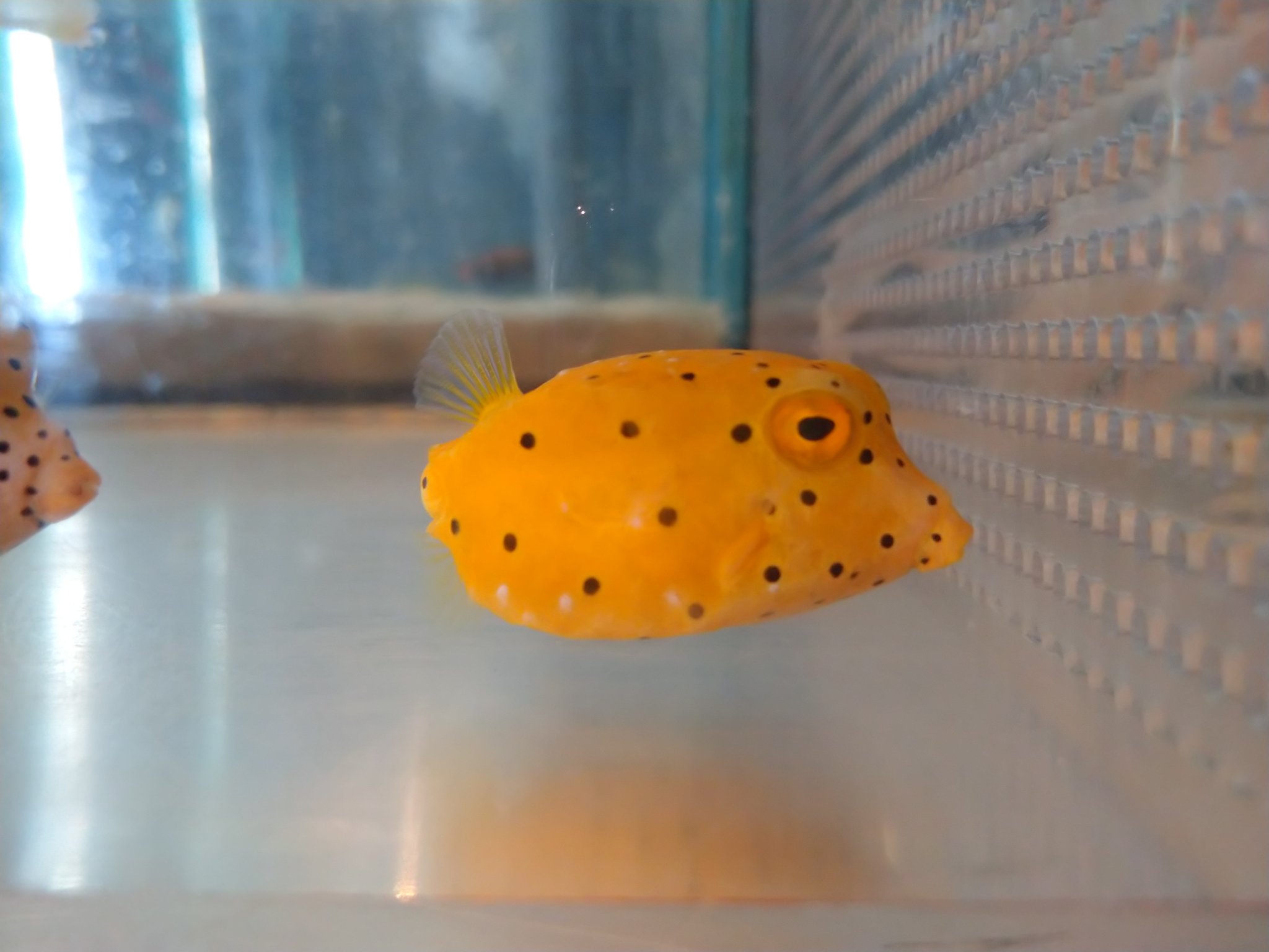 太陽 幼魚水族館飼育員 販売生体情報 ミナミハコフグ 5cm 黄色い体に黒い斑点が特徴的なハコフグの仲間 観賞魚界ではアイドル的な人気者です ミナミハコフグ Ostracion Cubicus 沼津 海水魚ショップ T Co Klmiuqy5w9 Twitter