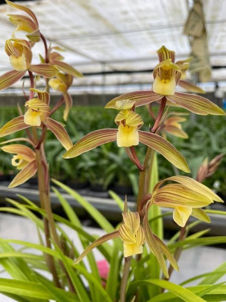 株式会社向山蘭園 Mukoyamaorchids تويتر