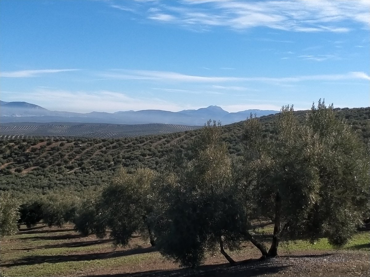 29artemis's tweet photo. EL MEJOR GUERRERO NO ES EL QUE TRIUNFA SIEMPRE SINO EL QUE VUELVE SIN MIEDO A LA BATALLA. #Jaen #aceituneros #altivos #Andalucia https://t.co/19g589nf6W