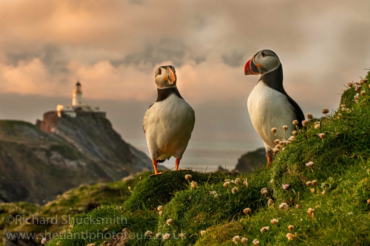 Hermaness National Nature Reserve, puffins with Muckle Flugga lighthouse in the background #Shetland