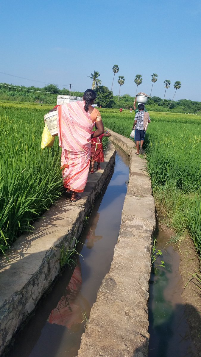 But our ஊரணி, ஒடை, கிணறு and குளம் are all brimming with water too thanks to the rains. And we have been going to one of these to wash and bath.