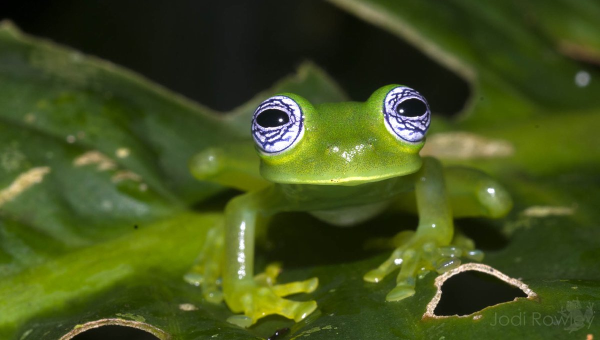 Jodi Rowley tweet media