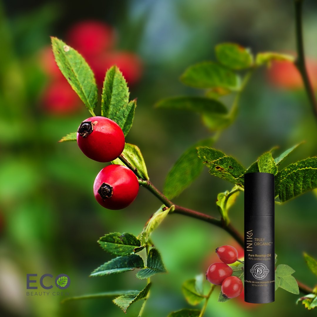 EcoBeautyCrew's tweet photo. The many fatty acids in rosehip oil make it an excellent option for hydrating dry, itchy skin. The skin also easily absorbs the oil, allowing its antioxidants to travel deep into the skin's layers.

https://t.co/Foi3I5pD7j https://t.co/0JGvlBw4tv