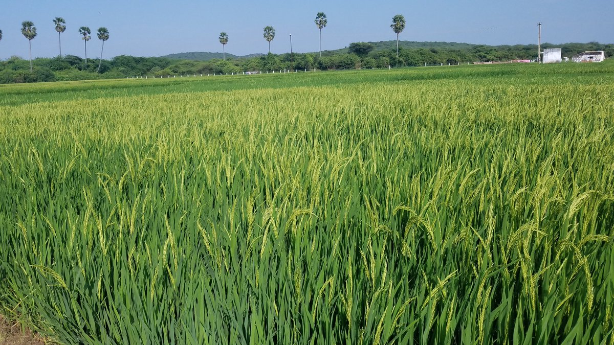 Surrounded by lush green paddy fields and four clover leaves.
