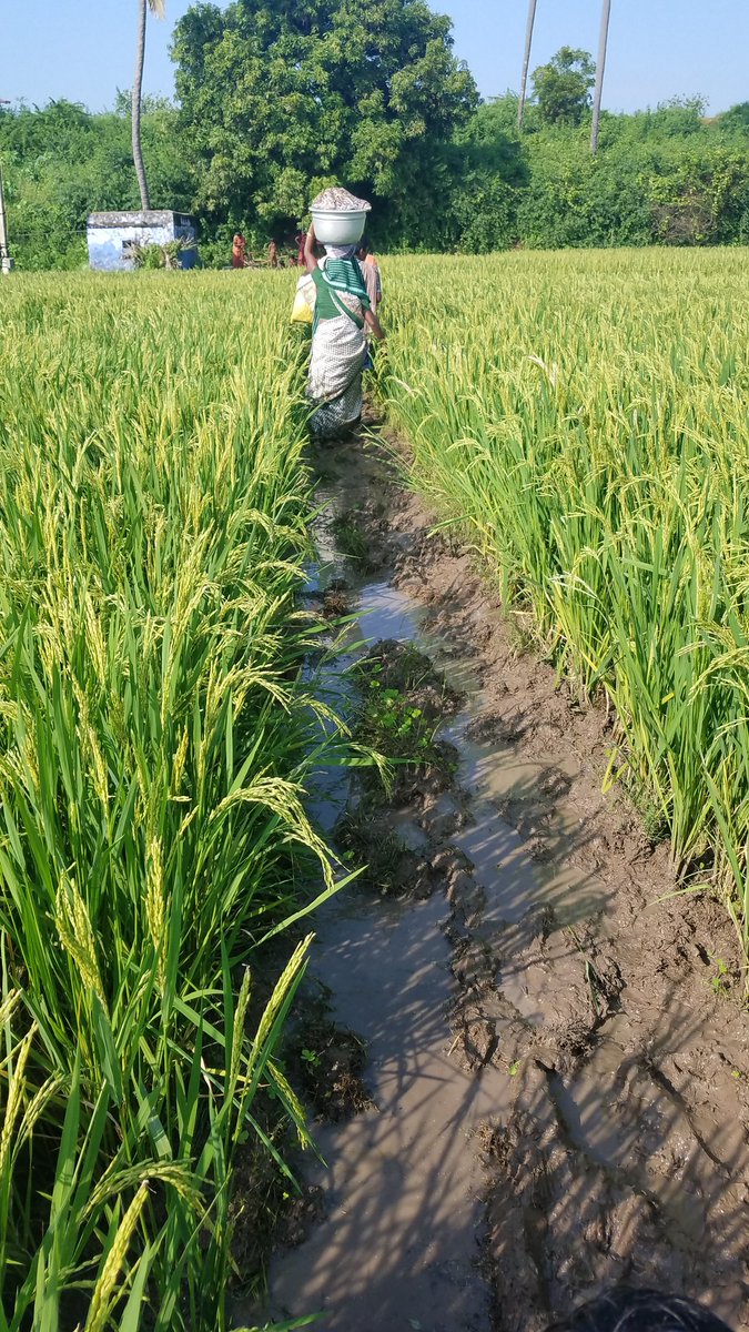 Surrounded by lush green paddy fields and four clover leaves.