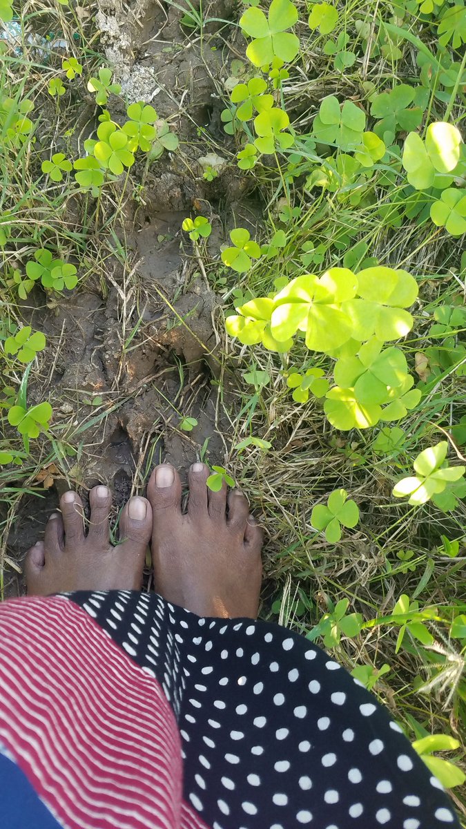 Surrounded by lush green paddy fields and four clover leaves.