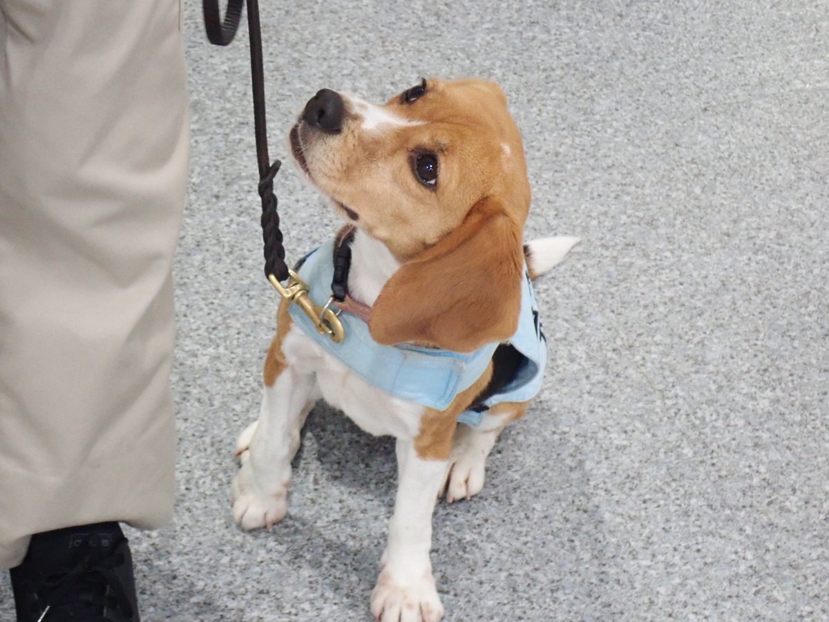 農林水産省 今月の 検疫探知犬 靴下をはいているような白い足がキュートな柚号 可愛い見た目だけれども スーツケースに入った輸入禁止の真空パックのお肉だって見つける切れ者です 頑張ってお仕事しているので優しく見守ってくださいね 農林