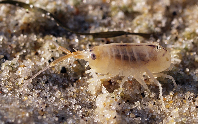 thehowlermag's tweet photo. Six Ways to Prevent Sand Flea Bites In Costa Rica
1 Donβt go to the beach after it rains. Rain cools the air and causes the fleas to be very aggressive
https://t.co/drL6I7rW5S
#howlermag #costarica #puravida #sandflea #sandfleassuck #nature #sand #beach #barefoot #crustaceans https://t.co/jDiBKhluEn
