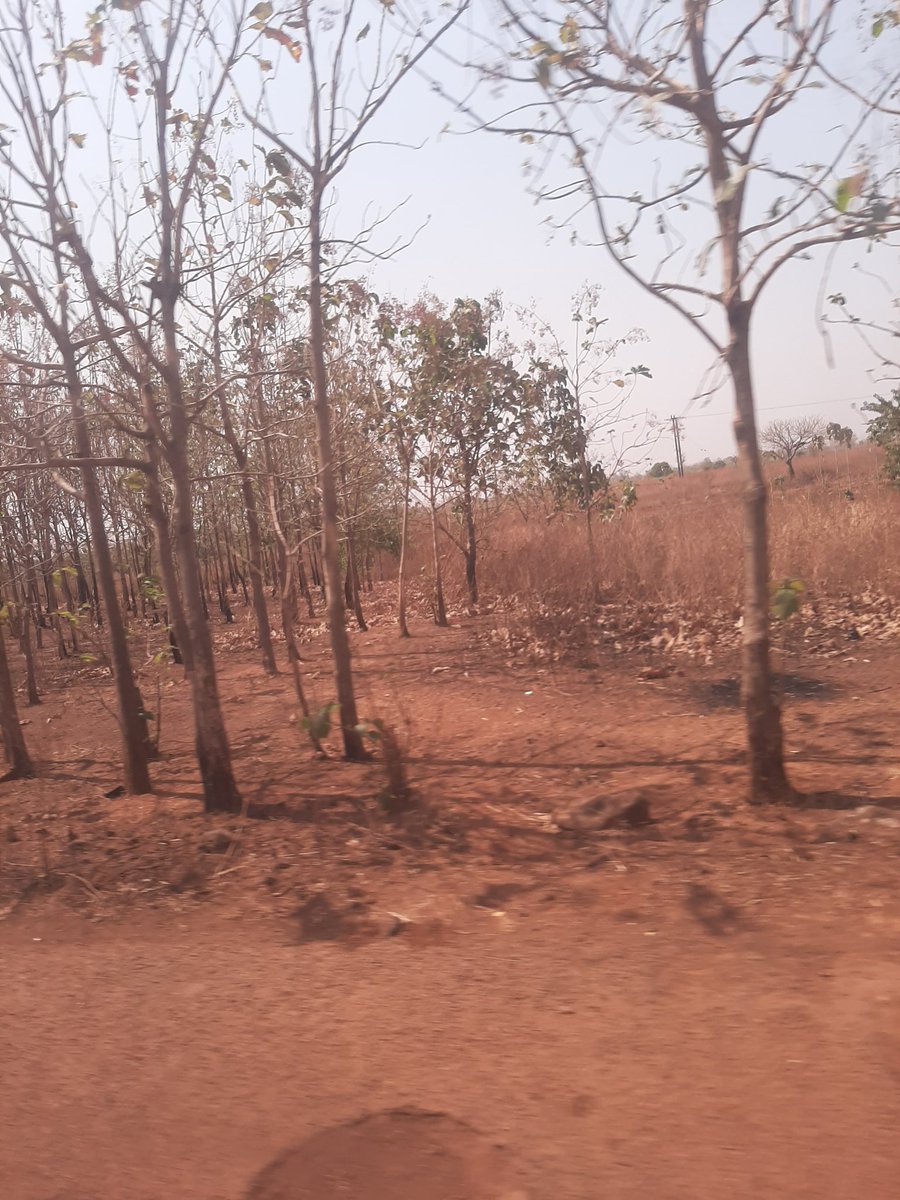 laz_lois's tweet image. So, I travelled along Jos-Abuja road and I was completely broken at the sight of Forest. It's completely dried up, a shadow of what a forest should be. Climate change comes with so many disadvantages to the environment hence our health, economy, security. What to do? #Actclimate