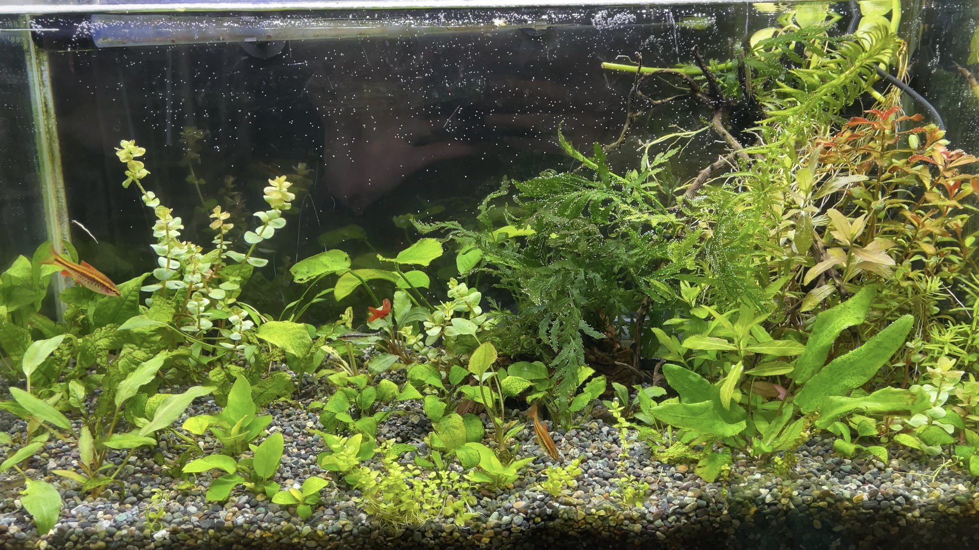 Kazuのメダカ睡蓮ビオトープ コケまみれ水槽が大分綺麗になってきました 大磯砂 Co2無しですが水草も丈夫なのは結構綺麗に育ってきました トライアングルグロウが効いてるのか 水替え直後だと気泡が凄いです 水草 アクアリウム 水草