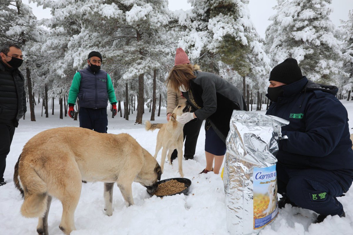 FatmaSahin's tweet photo. #Gaziantep yağan kar ile bambaşka bir güzelliğe büründü. ❄️ 

Fakat sokak hayvanlarının yiyecek bulma imkanları daha da zorlaştı. 

Biz de @GaziantepBeld olarak mama ve su desteği sağlamak için elimizden geleni yapıyoruz. 🐕 🐶 https://t.co/488ct9lSgw