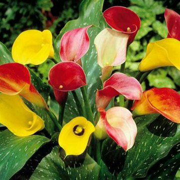 martina_Shc's tweet photo. Happy Tuesday 😍😍
#Flowers https://t.co/y0Dxcfnv33