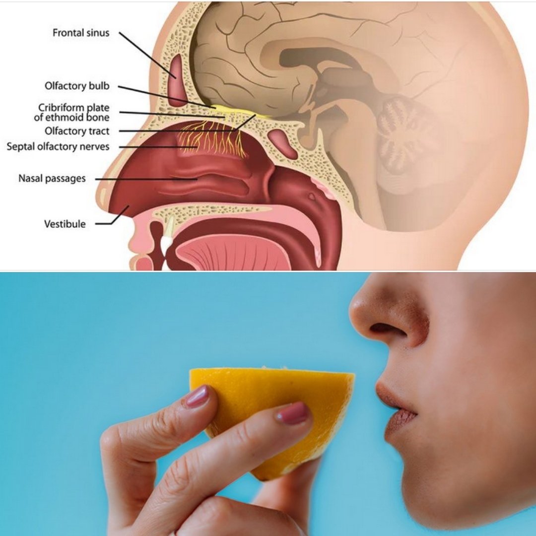 Почему пропадает вкус при простуде. Обоняние. Восстановление обоняния. Обоняние запахи. Отсутствует обоняние.
