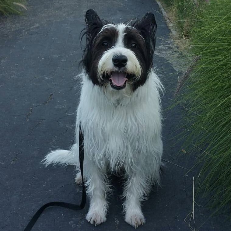 Lauren Murphy (dm dog pics pls) tweet media