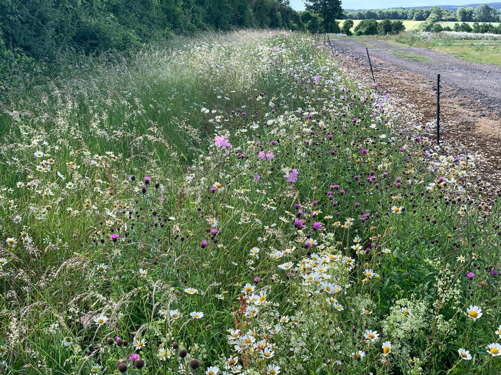 wildflowerturf's tweet image. As part of our extensive R&amp;amp;D we have been carrying out verge trials using Meadowscape Pro. 5-10% of nearly all farms have corners where it is not worth growing crops. These trials show that using wildflower is a viable option to increase biodiversity on our UK farms.