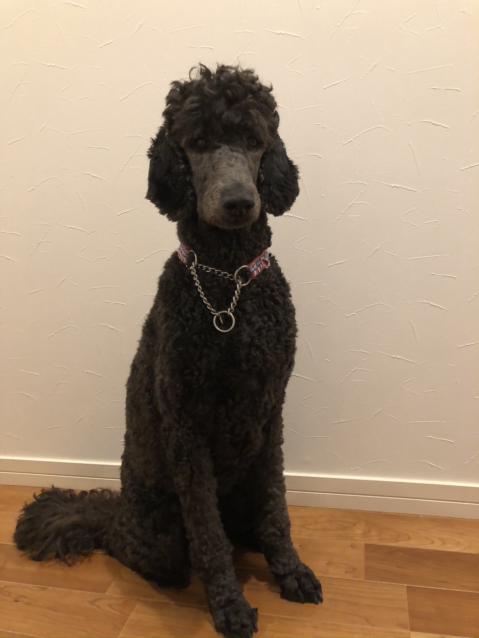 Rocktomeスタンダードプードル 赤ちゃん達の 母犬です スタンダードプードル ブルー21キロ 父犬は スタンダード プードル シルバー25キロ 飼い主様募集中 スタンダードプードル スタンダードプードルブルー スタンダードプードルシルバー