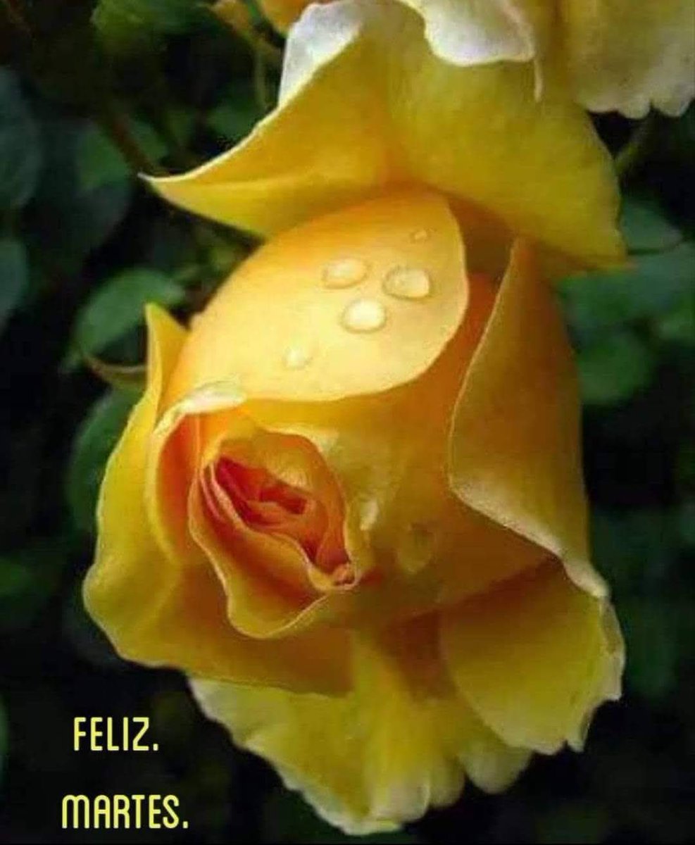 <a href="/nataliepastor7/">🦋💗 Nᥲtᥲᥣιᥱ 💗🦋</a> Buenos días Natalie corazón 💓 mil besos 😘