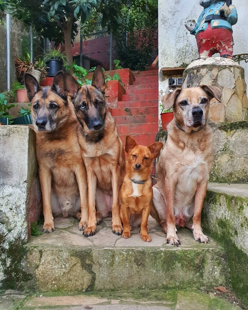 weneflei14's tweet photo. La tranquilidad que te da saber que pase lo que pase, no estás sol@ ❤️
#soysietevecesmasperroquetu #laguaurderia #mimanadaesadoptada #miperroesadoptado #adoptanocompres #mestizo #malinoismix #germanshepherdmix #maliman #seniordog #huskymix #chihuahuamix #corgimix #hikingdog… https://t.co/cj7gLGSV50