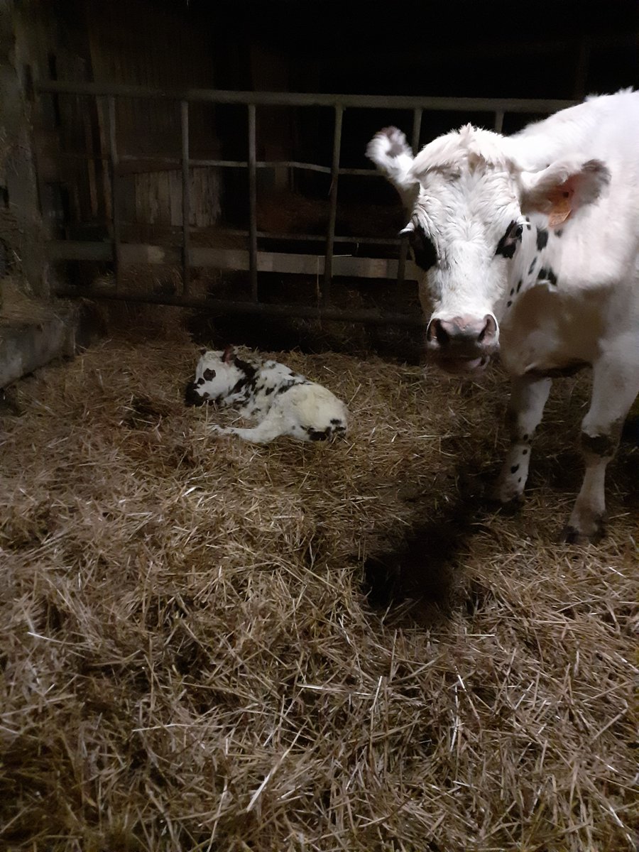 agribretagne's tweet photo. On arrive à 7h et on commence par aller voir les vaches taries pour voir s’il y a eu d’éventuelles naissances. C’est la bonne surprise du matin, on aime bien quand ça se passe comme ça, naturellement. On vérifie d’abord si tout le monde se porte bien. #agribretagne https://t.co/f89F4S9dox