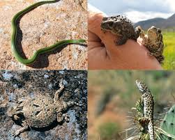 Quest Science for SA tweet media