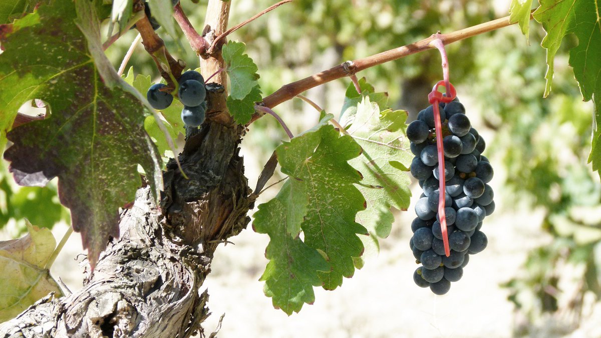 BodegasLC's tweet photo. #WINERESEARCH - Esta es la historia de cepas supervivientes: Benedicto, «la madre del Tempranillo»  https://t.co/jx4NZe40UF  🍷#winelovers #riojawine #viticultura vía @vinetur https://t.co/54Jna4dINk